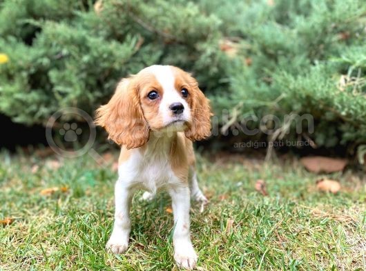 Mükemmel Kalitede Cavalier King Charles Bebeklerimiz