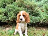 Mükemmel Kalitede Cavalier King Charles Bebeklerimiz