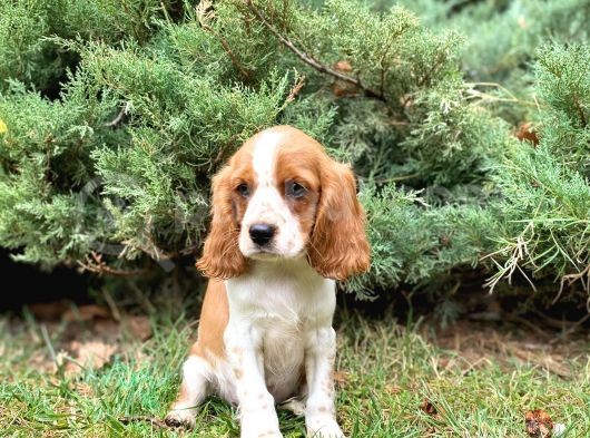 Mükemmel Kalitede Cavalier King Charles Bebeklerimiz görsel