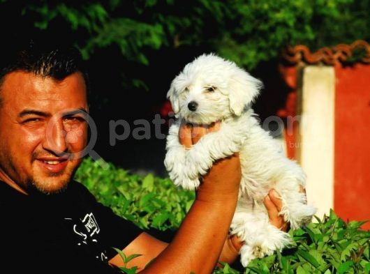 Ruhsatlı Köpek Çiftliginden Maltese Terrier Yavruları görsel