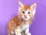 Show Class Red Mainecoon Erkek