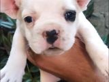 A Kali̇te French Bulldog Yavrular