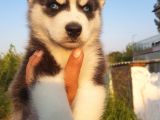 Ruhsatlı Köpek Çiftliginden Husky Yavruları