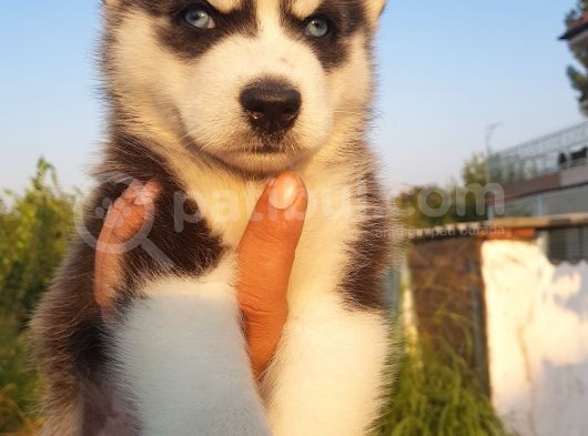 Ruhsatlı Köpek Çiftliginden Husky Yavruları görsel