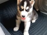 Ruhsatlı Köpek Çiftliginden Husky Yavruları