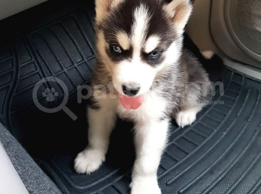 Ruhsatlı Köpek Çiftliginden Husky Yavruları görsel