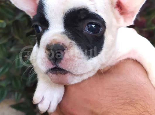 A Kali̇te French Bulldog Yavrular