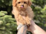 Sevimli Toy Poodle Yavrular