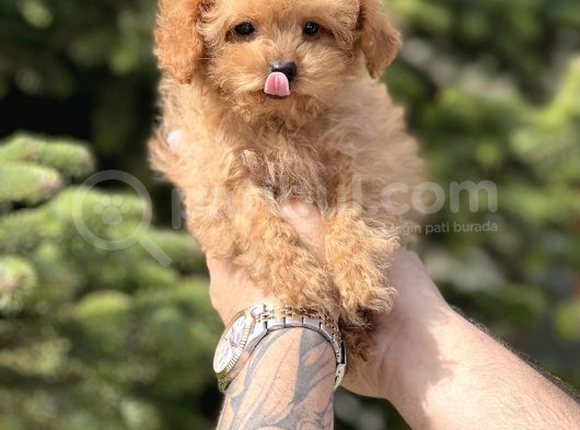Sevimli Toy Poodle Yavrular