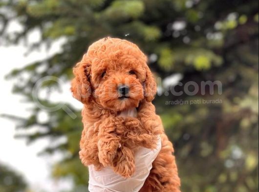Mi̇ni̇ Toy Poodle Di̇şi̇ Bebeği̇mi̇z görsel