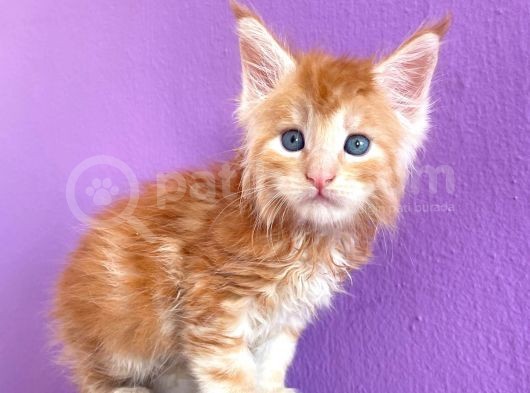 Show Class Red Mainecoon Erkek görsel