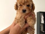 2.5 Aylık Erkek Ve Dişi Toy Poodle Yavrular