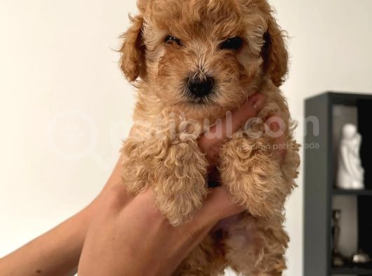 2.5 Aylık Erkek Ve Dişi Toy Poodle Yavrular görsel