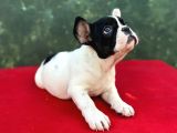 Dişi French Bulldog Yavrumuz Yeni Ailesini Bekliyor