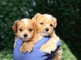 Mini Boy Maltipoo Bebeklerim
