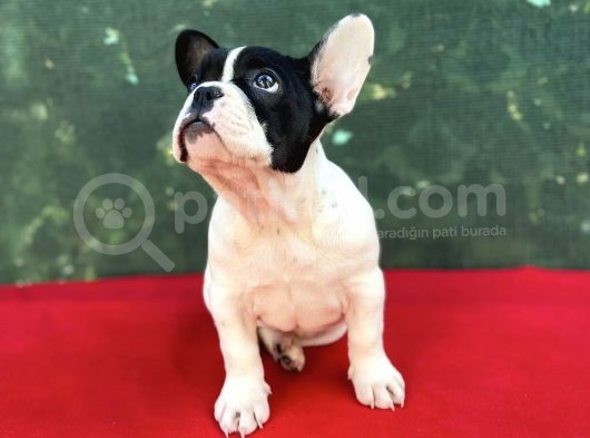 Dişi French Bulldog Yavrumuz Yeni Ailesini Bekliyor görsel