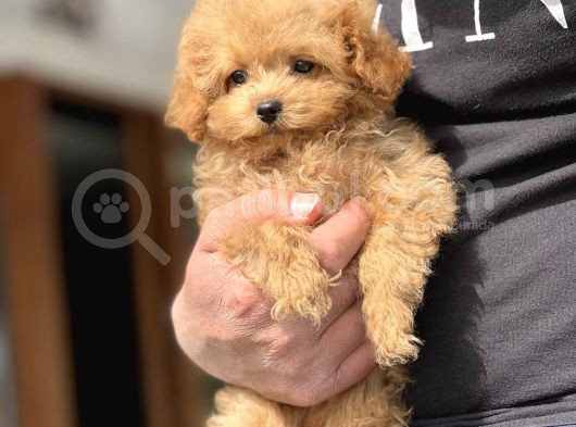 Sevimli Toy Poodle Yavrular görsel