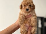 2.5 Aylık Erkek Ve Dişi Toy Poodle Yavrular