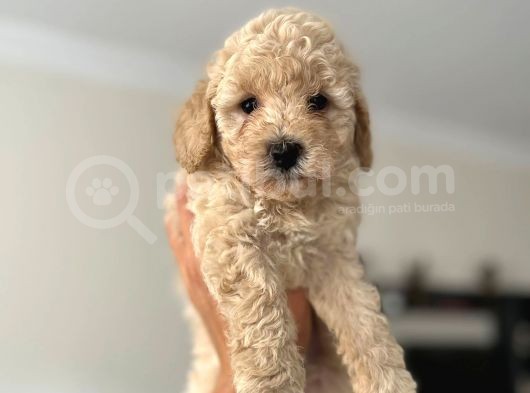 2.5 Aylık Erkek Ve Dişi Toy Poodle Yavrular görsel
