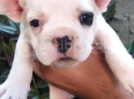 A Kali̇te French Bulldog Yavrular görsel