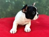 Dişi French Bulldog Yavrumuz Yeni Ailesini Bekliyor