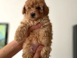 2.5 Aylık Erkek Ve Dişi Toy Poodle Yavrular