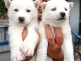 Ruhsatlı Köpek Çiftliginden Husky Yavruları