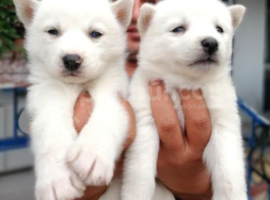 Ruhsatlı Köpek Çiftliginden Husky Yavruları