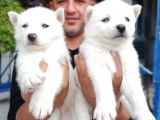 Ruhsatlı Köpek Çiftliginden Husky Yavruları