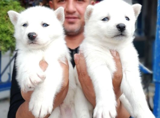 Ruhsatlı Köpek Çiftliginden Husky Yavruları görsel