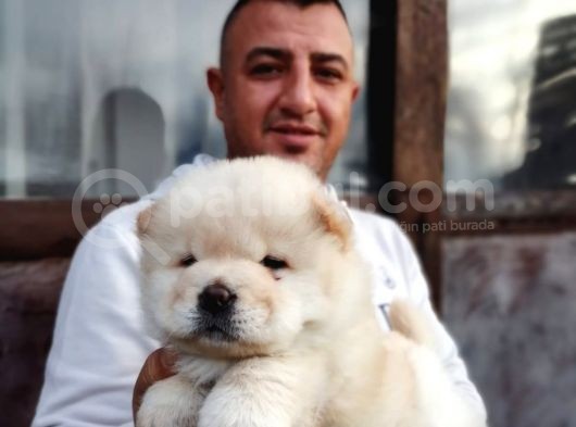 Ruhsatlı Köpek Çiftliginden Chow Chow Yavruları görsel
