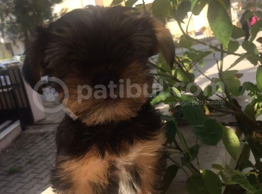 Mükemmel Kalite Yorkshire Terrier görsel