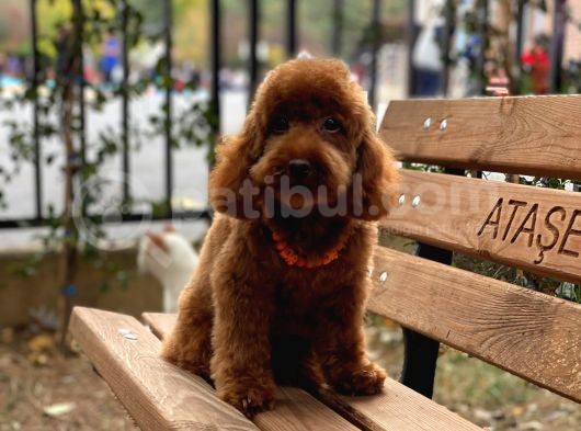Toy Garanti Yetişkin Red Brown Poodle