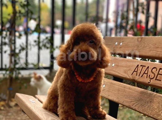 Toy Garanti Yetişkin Red Brown Poodle görsel