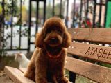 Toy Garanti Yetişkin Red Brown Poodle