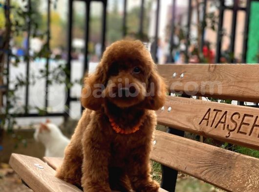 Toy Garanti Yetişkin Red Brown Poodle görsel