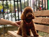 Toy Garanti Yetişkin Red Brown Poodle