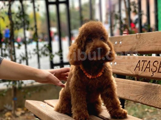 Toy Garanti Yetişkin Red Brown Poodle görsel