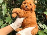 Poodle Ayarin Da Red  Malti̇poo Yavrularimiz