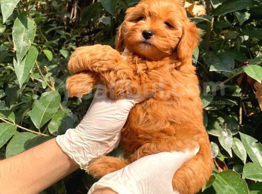 Poodle Ayarin Da Red  Malti̇poo Yavrularimiz görsel