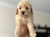 Apri̇cot Toy Poodle Yavrularimiz