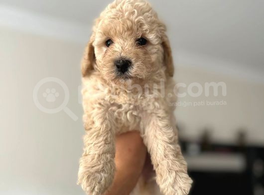 Apri̇cot Toy Poodle Yavrularimiz görsel