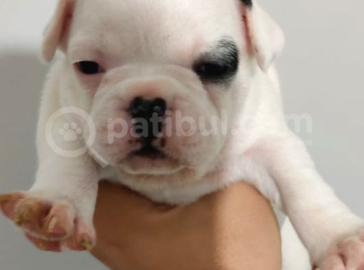 French Bulldog Yavrular görsel