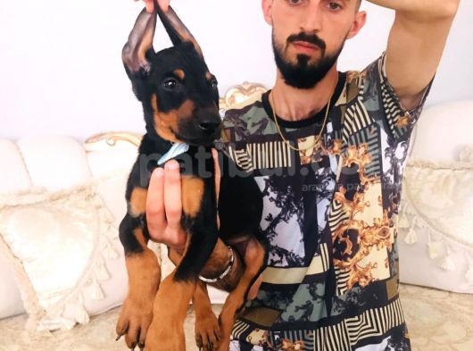 Show Kalite Doberman Yavrular görsel
