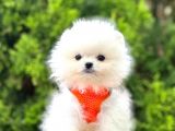 Orji̇nal Pomerami̇an Boo
