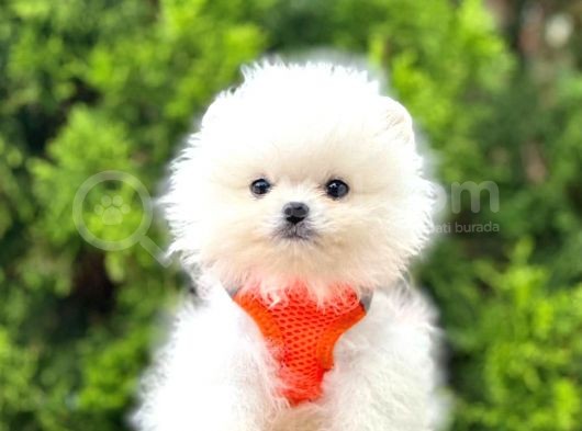 Orji̇nal Pomerami̇an Boo görsel