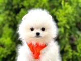 Orji̇nal Pomerami̇an Boo