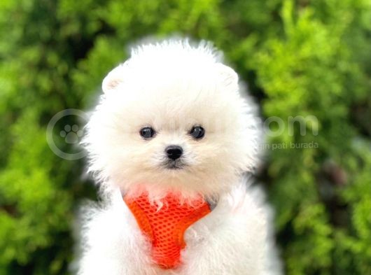 Orji̇nal Pomerami̇an Boo görsel