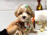 Dizayn Irk Sevimli Maltipoo Yavrular