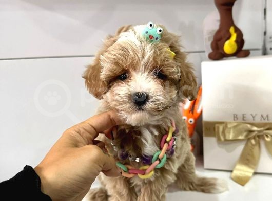 Dizayn Irk Sevimli Maltipoo Yavrular görsel